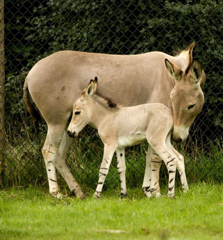 Illustration for article titled ZOMG BABY SOMALI WILD ASS FOALS! & Immature Fun With Punctuation